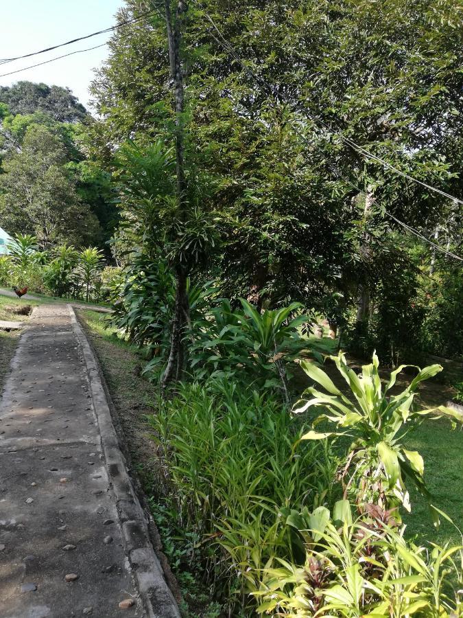 Durian Chalet Kuala Tahan Exterior foto